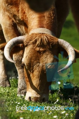 Cow Eating Stock Photo