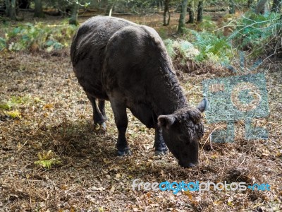 Cow Grazing For Acorns In The Ashdown Forest Stock Photo