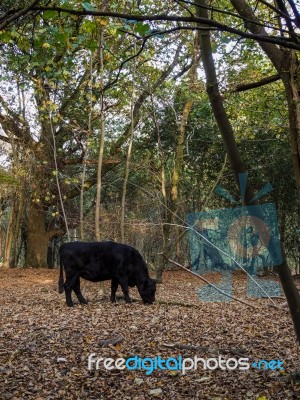 Cow Grazing For Acorns In The Ashdown Forest Stock Photo