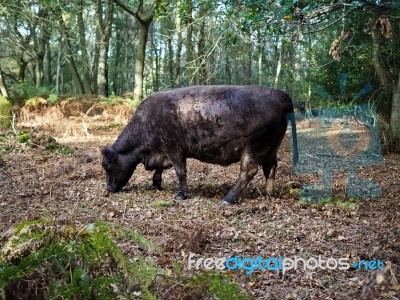 Cow Grazing For Acorns In The Ashdown Forest Stock Photo