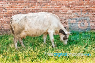 Cow Grazing On The Lawn Stock Photo