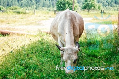 Cow Grazing On The Lawn Stock Photo