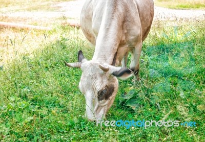 Cow Grazing On The Lawn Stock Photo