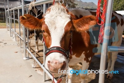 Cow In Farm Stock Photo