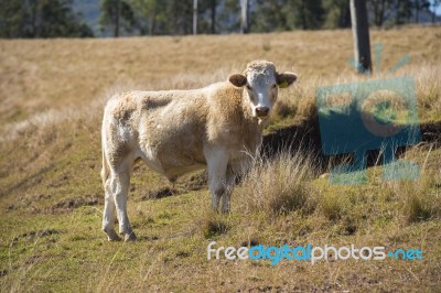 Cow In The Country Stock Photo