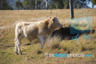 Cow In The Country Stock Photo