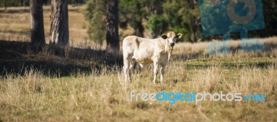 Cow In The Country Stock Photo