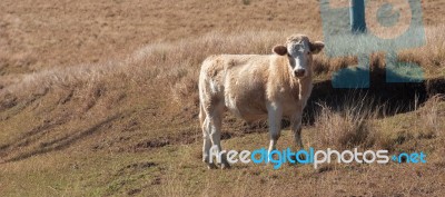 Cow In The Country Stock Photo