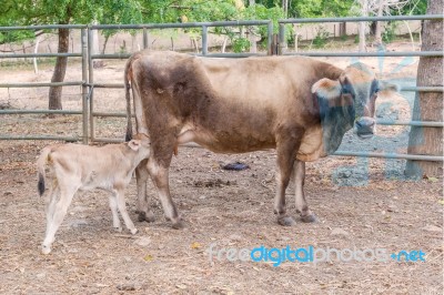 Cow Is Milking Calf Baby Cow Stock Photo