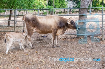 Cow Is Milking Calf Baby Cow Stock Photo