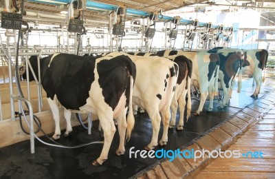 Cow Milking Facility Stock Photo