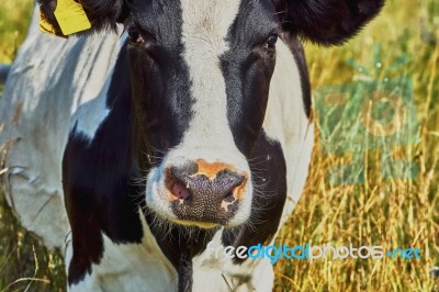 Cow On A Summer Pasture Stock Photo