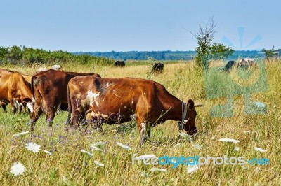 Cow On A Summer Pasture Stock Photo