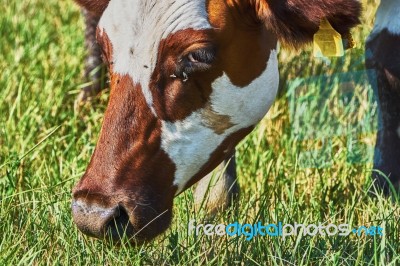 Cow On A Summer Pasture Stock Photo