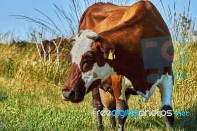 Cow On A Summer Pasture Stock Photo