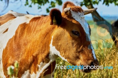 Cow On A Summer Pasture Stock Photo