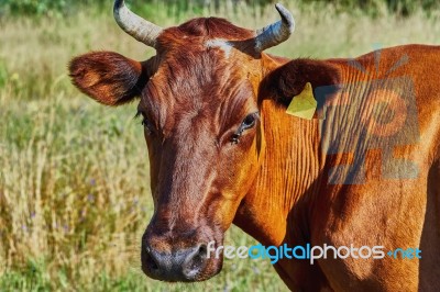 Cow On A Summer Pasture Stock Photo