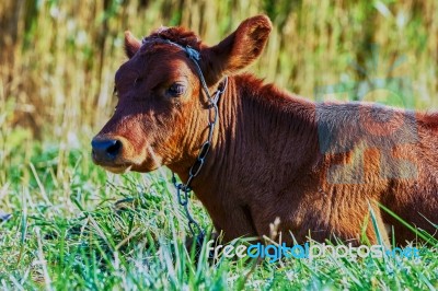 Cow On A Summer Pasture Stock Photo