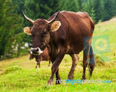 Cow On Green Hill Stock Photo