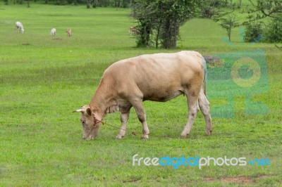 Cow On The Field Stock Photo