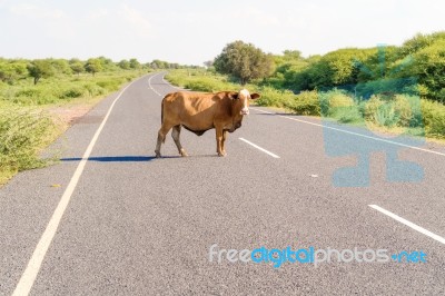 Cow On The Road In Botswana Stock Photo