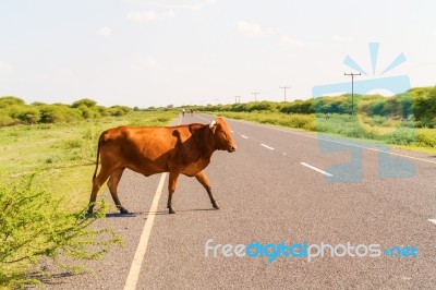 Cow On The Road In Botswana Stock Photo