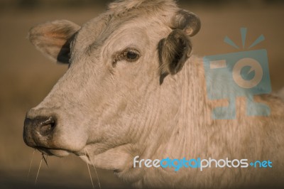 Cow Outside In The Paddock Stock Photo