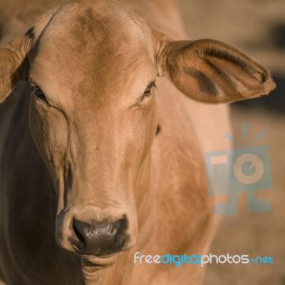 Cow Outside In The Paddock Stock Photo