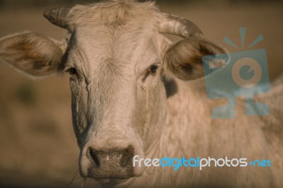 Cow Outside In The Paddock Stock Photo