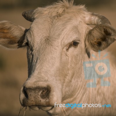 Cow Outside In The Paddock Stock Photo