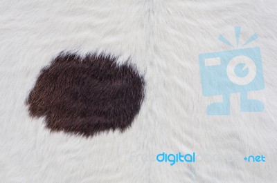 Cow Skin Stock Photo