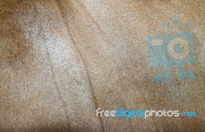 Cow Skin Stock Photo