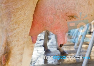 Cow Udder In Farm Stock Photo