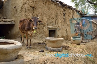 Cows Stock Photo