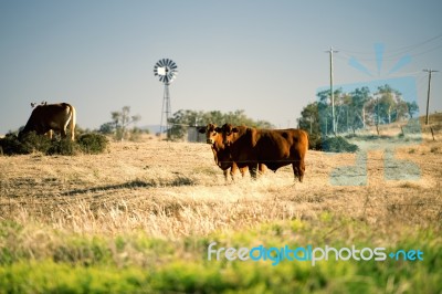 Cows And A Windmill In The Countryside Stock Photo