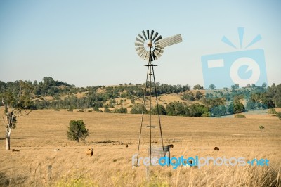 Cows And A Windmill In The Countryside Stock Photo