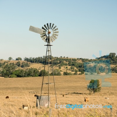 Cows And A Windmill In The Countryside Stock Photo