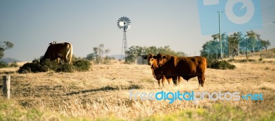 Cows And A Windmill In The Countryside Stock Photo