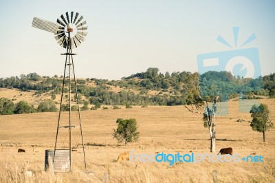 Cows And A Windmill In The Countryside Stock Photo