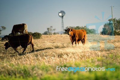 Cows And A Windmill In The Countryside Stock Photo