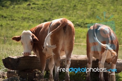 Cows At Trough Stock Photo