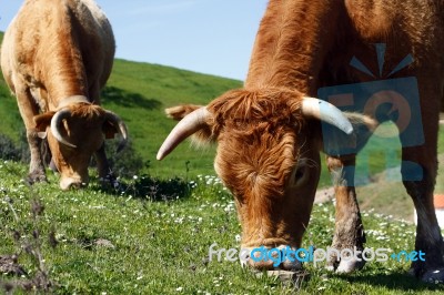 Cows Eating The Grass Stock Photo