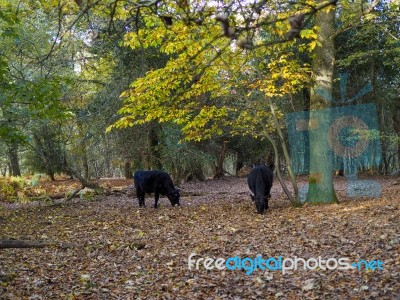 Cows Grazing For Acorns In The Ashdown Forest Stock Photo