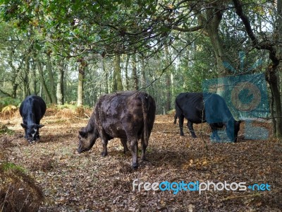 Cows Grazing For Acorns In The Ashdown Forest Stock Photo