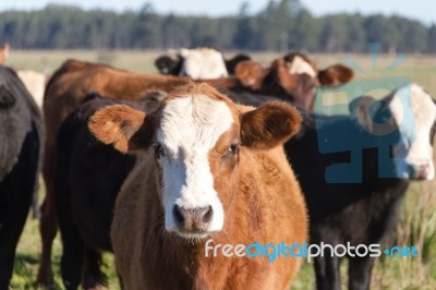 Cows Grazing In The Green Argentine Countryside Stock Photo