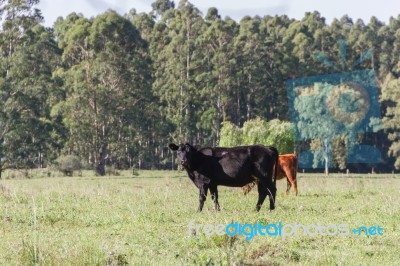 Cows Grazing In The Green Argentine Countryside Stock Photo