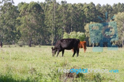 Cows Grazing In The Green Argentine Countryside Stock Photo