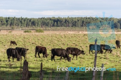 Cows Grazing In The Green Argentine Countryside Stock Photo