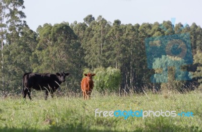 Cows Grazing In The Green Argentine Countryside Stock Photo