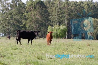 Cows Grazing In The Green Argentine Countryside Stock Photo